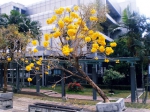 Tabebuia di Kampus ITB